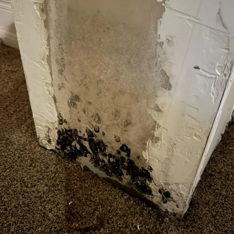 Professional Mold Removal in Coal Fork, WV